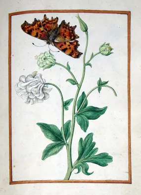 Jacques le Moyne de Morgues (French, ca. 1533-1588), Columbine with butterfly